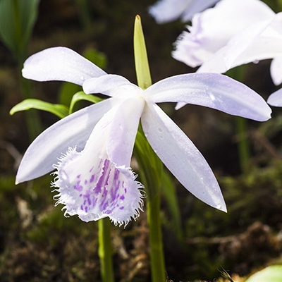 tuinorchidee_tibetorchidee-pleione-formosana