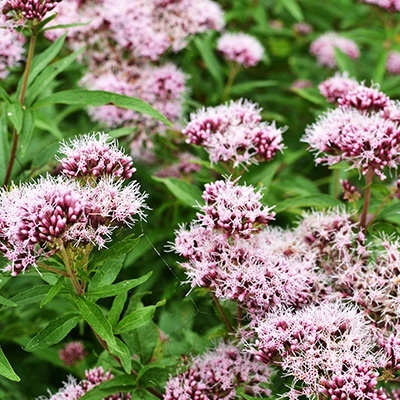 valeriaan-valeriana-officinalis