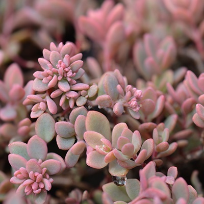 vetkruid-sedum-cyaneum-rosenteppich