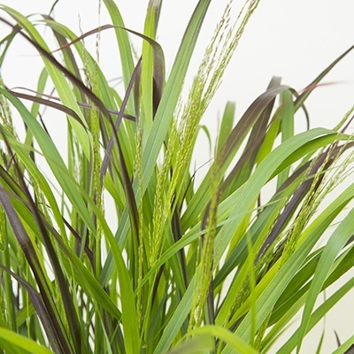 vingergras_panicum-virgatum-squaw