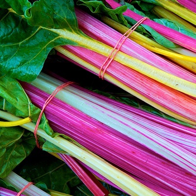 warmoes--snijbiet-beta-vulgaris-cicla