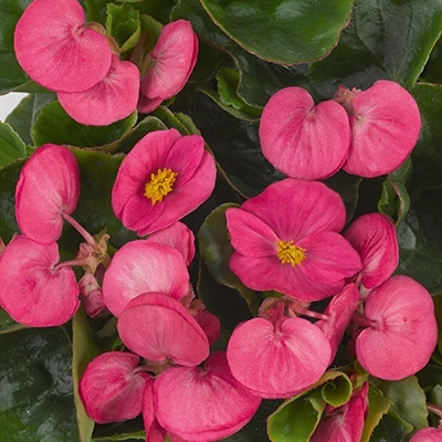 waterbegonia_begonia-semperflorens-juwel-f1-rose