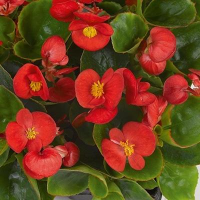 waterbegonia_begonia-semperflorens-juwel-f1-scarlet