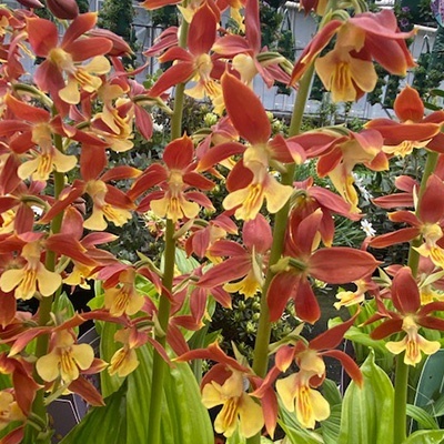winterharde-tuinorchidee-2-calanthe