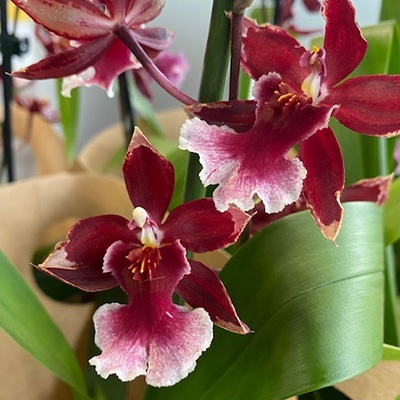 winterharde-tuinorchidee-calanthe