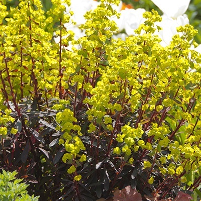 wolfsmelk_euphorbia-amyg-purpurea