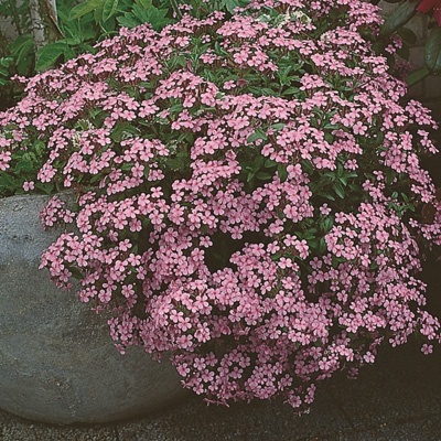 zeepkruid-saponaria-ocymoides-rose