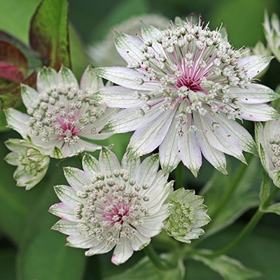 zeeuws-knoopje-astrantia-major-rosemarie