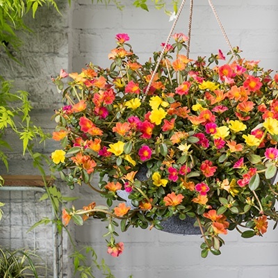 zomerpostelein-3-in-1-portulaca-oleracea-pazzaz-nano-mixmasters-fire