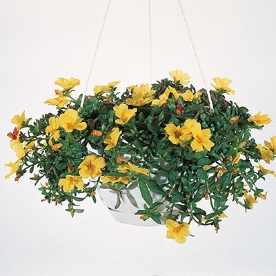 zomerpostelein-portulaca-umbraticola-lava-yellow