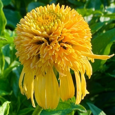 zonnehoed-echinacea-purpurea-lemon-drop