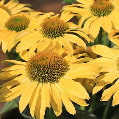 zonnehoed-echinacea-purpurea-papallo-classic-lemons