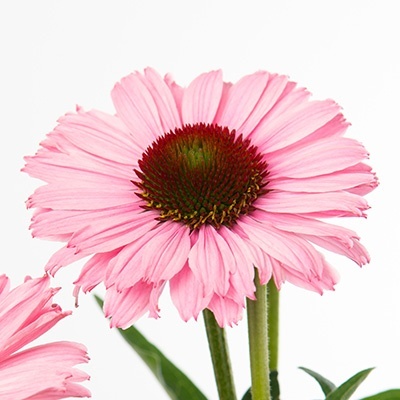 zonnehoed-echinacea-sunseekers-salmon-eu55888pp32486