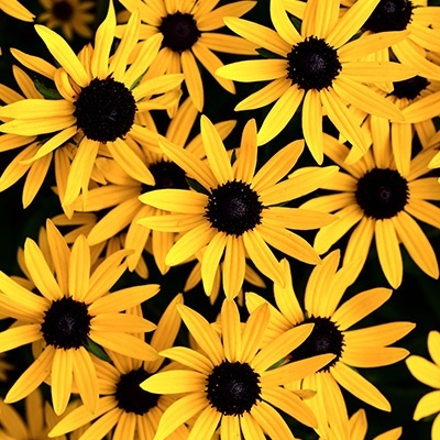 zonnehoed-rudbeckia-fulgida-little-goldstars
