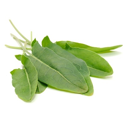 zuring-rumex-acetosa