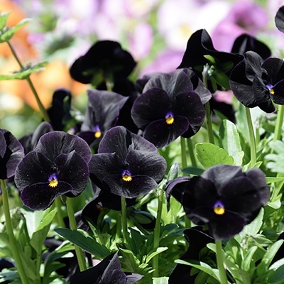 zwart-viooltje-viola-cornuta-molly-sanderson