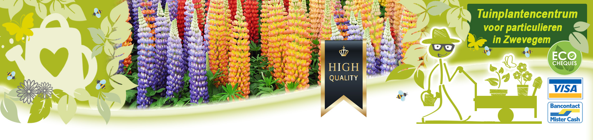 lupines kopen